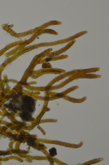 Stigonema tomentosum