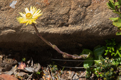 Xerochrysum alpinum