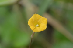 Ipomoea minutiflora