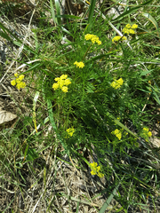 Lomatium bradshawii