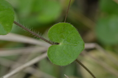 Ipomoea minutiflora