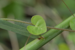 Ipomoea minutiflora