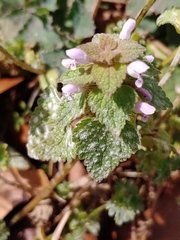 Neoerysiphe galeopsidis