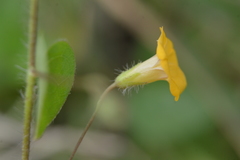Ipomoea minutiflora