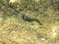 Parablennius parvicornis