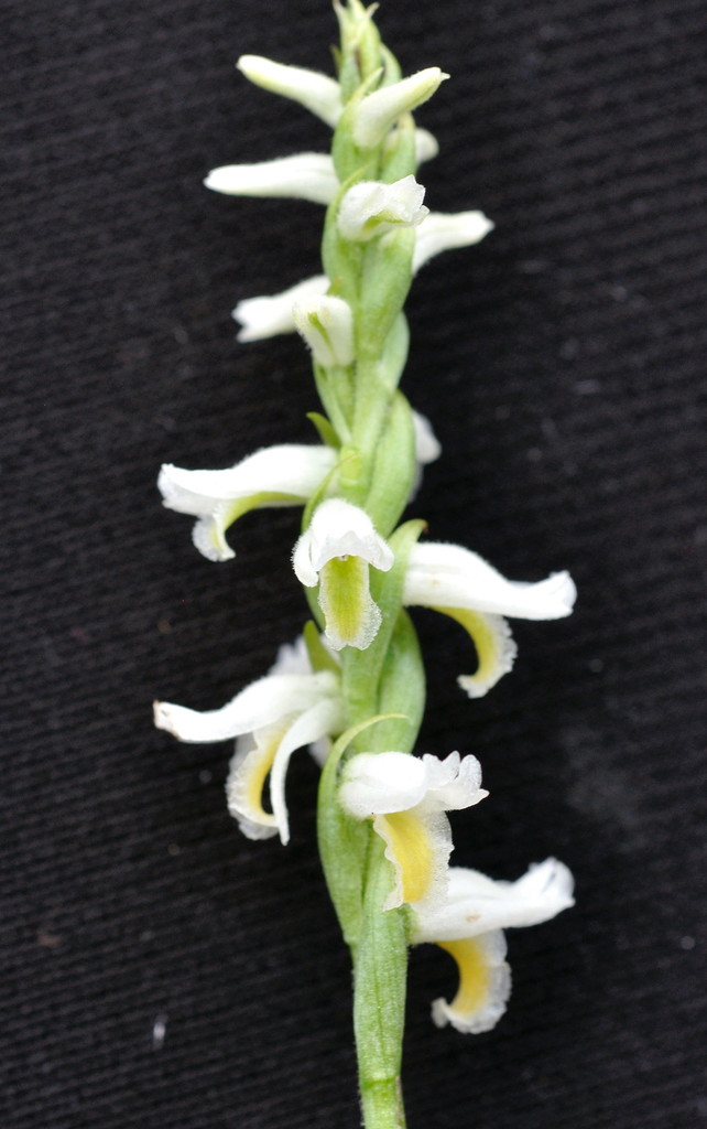 nodding ladies' tresses complex