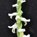 Spiranthes cernua - Photo (c) matthewpace,  זכויות יוצרים חלקיות (CC BY-NC), uploaded by matthewpace