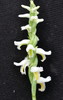 Nodding Ladies' Tresses Complex - Photo (c) matthewpace, some rights reserved (CC BY-NC), uploaded by matthewpace