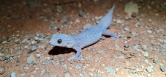 Gehyra purpurascens