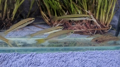 Melanotaenia splendida