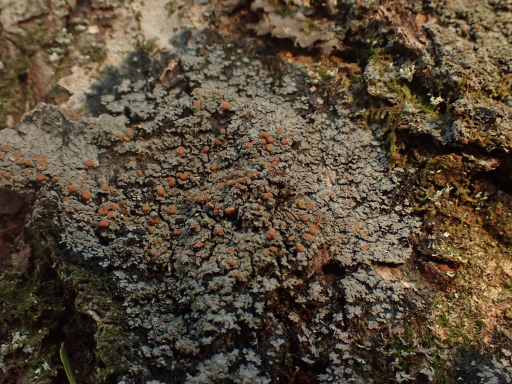 Pannaria rubiginosa from Lunenburg, Nova Scotia, Canada on March 10 ...