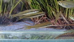 Fly-Speckled Hardyhead photo 2