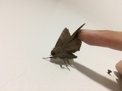 Ophisma