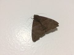 Ophisma