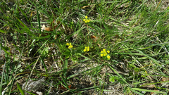 Lomatium bradshawii