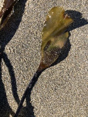 Laminaria sinclairii