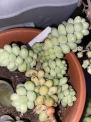 Sedum burrito
