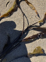 Laminaria sinclairii