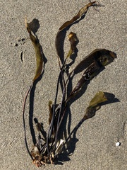 Laminaria sinclairii