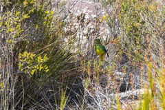 Neophema chrysogaster