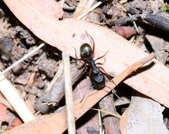 Camponotus oxleyi