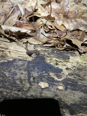 Plethodon cinereus