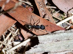 Camponotus oxleyi