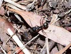 Camponotus oxleyi