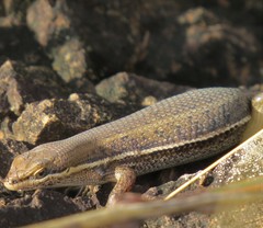 Trachylepis varia