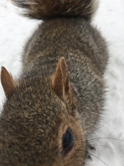 Sciurus carolinensis