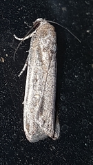 Athetiina
