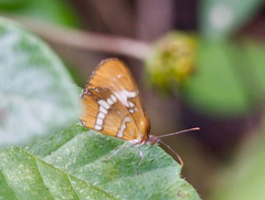 Mestra dorcas