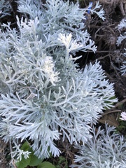 Artemisia pycnocephala