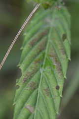 Acalyphoideae