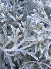 Artemisia pycnocephala