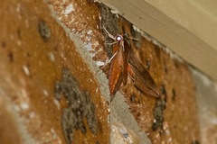 Hippotion boerhaviae