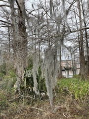 Tillandsia usneoides