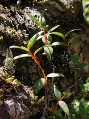 Daniel McClosky, CC BY, iNaturalist via GBIF Notopleura parasitica, photograph Daniel McClosky, CC BY, iNaturalist via GBIF