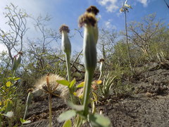 Porophyllum ruderale macrocephalum