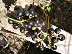 Cissus palmata