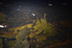 Ambystoma opacum