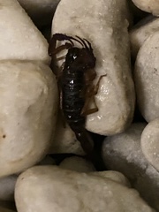 Centruroides gracilis