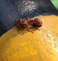 Ropalidia hongkongensis
