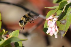 Criorhina nigripes