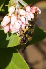Criorhina nigripes