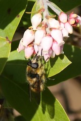 Criorhina nigripes