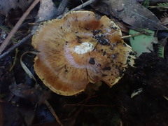 Cortinarius phalarus