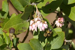 Criorhina nigripes