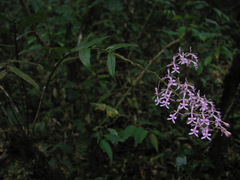 Epidendrum amplum