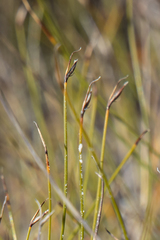Netrostylis capillaris